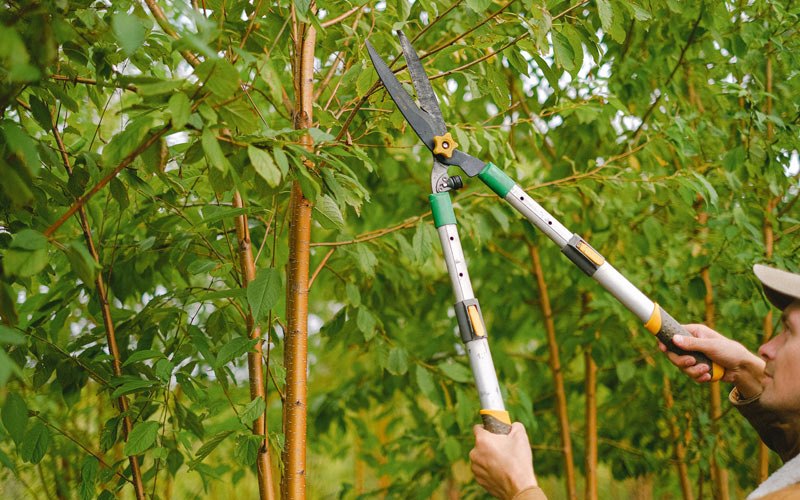 Tree trimming in Carbon, IN